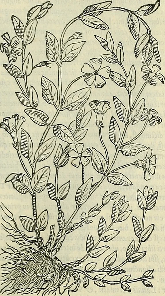 An illustration from Petri Andreae Matthioli Senensis serenissimi Principis Ferdinandi Archiducis Austriae & c., Medici, Commentarii secundo aucti : in libros sex Pedacii Dioscoridis Anazarbei de medica materia. Adiectis quàm plurimis plantarum, & animalium imaginibus quae in priore editione non habentur, eodem authore : his accessit eiusdem apologia adversus Amathum Lusitanum cum censura in eiusdem enarrationes, 1558, leaf 590