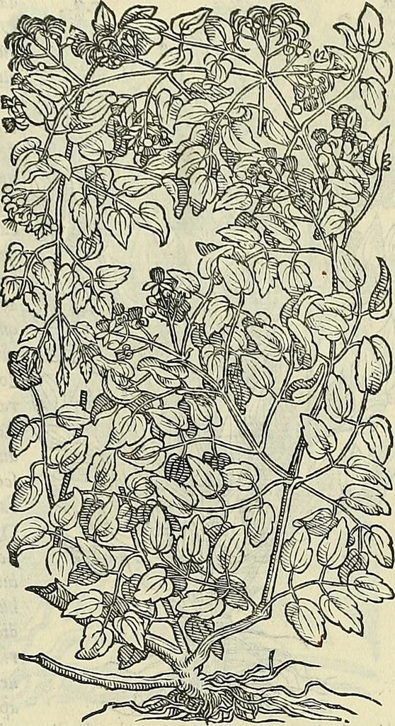 An illustration from Petri Andreae Matthioli Senensis serenissimi Principis Ferdinandi Archiducis Austriae & c., Medici, Commentarii secundo aucti : in libros sex Pedacii Dioscoridis Anazarbei de medica materia. Adiectis quàm plurimis plantarum, & animalium imaginibus quae in priore editione non habentur, eodem authore : his accessit eiusdem apologia adversus Amathum Lusitanum cum censura in eiusdem enarrationes, 1558, leaf 590