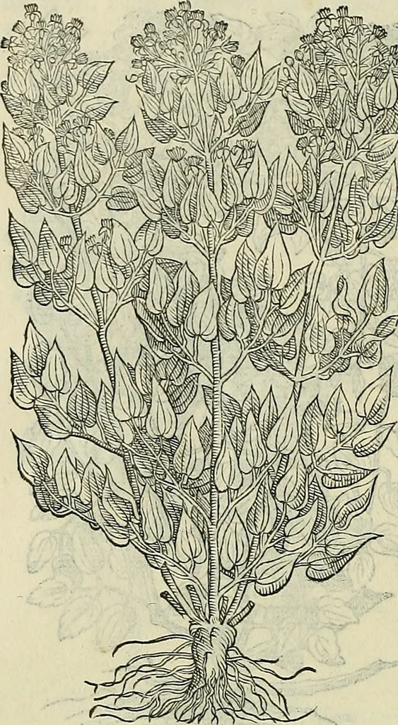 An illustration from Petri Andreae Matthioli Senensis serenissimi Principis Ferdinandi Archiducis Austriae & c., Medici, Commentarii secundo aucti : in libros sex Pedacii Dioscoridis Anazarbei de medica materia. Adiectis quàm plurimis plantarum, & animalium imaginibus quae in priore editione non habentur, eodem authore : his accessit eiusdem apologia adversus Amathum Lusitanum cum censura in eiusdem enarrationes, 1558, leaf 591