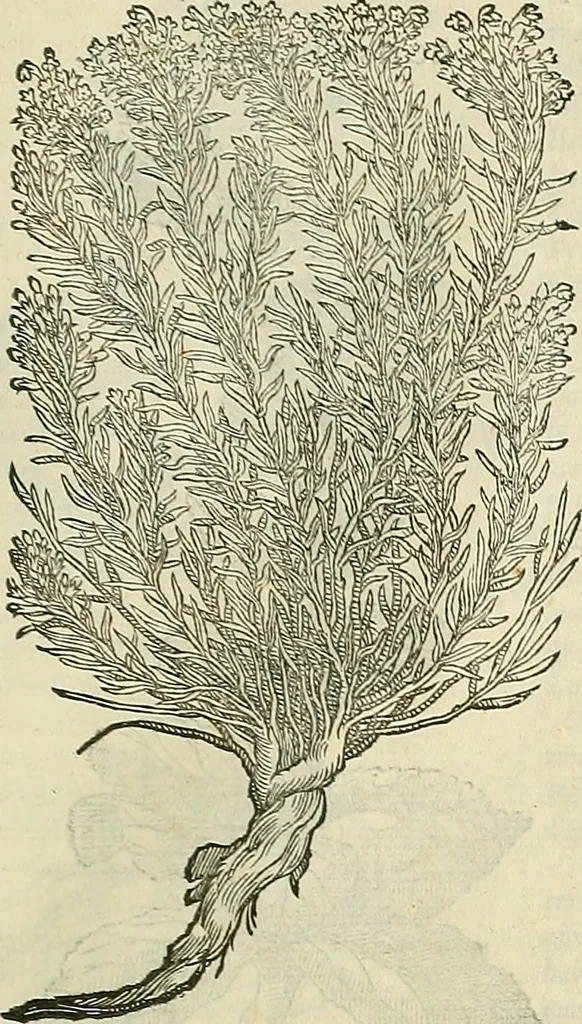 An illustration from Petri Andreae Matthioli Senensis serenissimi Principis Ferdinandi Archiducis Austriae & c., Medici, Commentarii secundo aucti : in libros sex Pedacii Dioscoridis Anazarbei de medica materia. Adiectis quàm plurimis plantarum, & animalium imaginibus quae in priore editione non habentur, eodem authore : his accessit eiusdem apologia adversus Amathum Lusitanum cum censura in eiusdem enarrationes, 1558, leaf 592