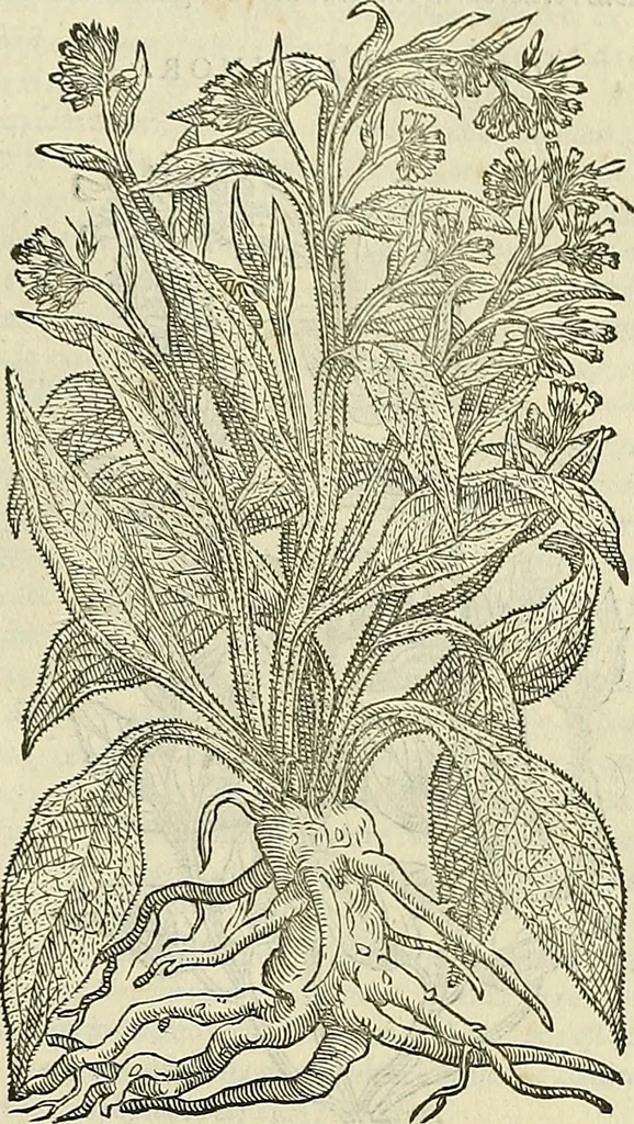An illustration from Petri Andreae Matthioli Senensis serenissimi Principis Ferdinandi Archiducis Austriae & c., Medici, Commentarii secundo aucti : in libros sex Pedacii Dioscoridis Anazarbei de medica materia. Adiectis quàm plurimis plantarum, & animalium imaginibus quae in priore editione non habentur, eodem authore : his accessit eiusdem apologia adversus Amathum Lusitanum cum censura in eiusdem enarrationes, 1558, leaf 592