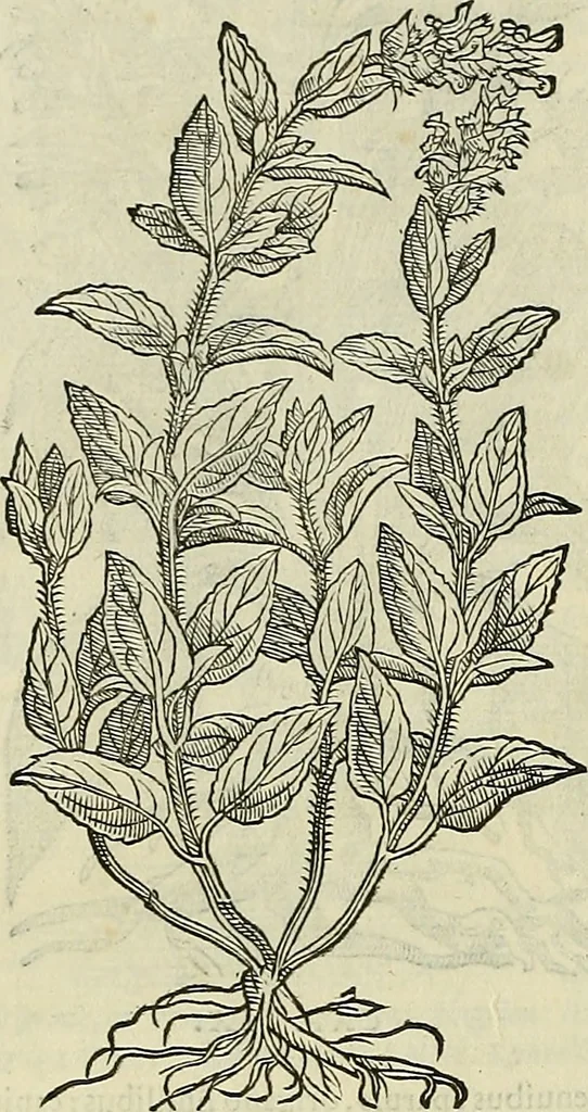 An illustration from Petri Andreae Matthioli Senensis serenissimi Principis Ferdinandi Archiducis Austriae & c., Medici, Commentarii secundo aucti : in libros sex Pedacii Dioscoridis Anazarbei de medica materia. Adiectis quàm plurimis plantarum, & animalium imaginibus quae in priore editione non habentur, eodem authore : his accessit eiusdem apologia adversus Amathum Lusitanum cum censura in eiusdem enarrationes, 1558, leaf 593