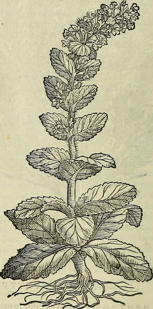 An illustration from Petri Andreae Matthioli Senensis serenissimi Principis Ferdinandi Archiducis Austriae & c., Medici, Commentarii secundo aucti : in libros sex Pedacii Dioscoridis Anazarbei de medica materia. Adiectis quàm plurimis plantarum, & animalium imaginibus quae in priore editione non habentur, eodem authore : his accessit eiusdem apologia adversus Amathum Lusitanum cum censura in eiusdem enarrationes, 1558, leaf 593
