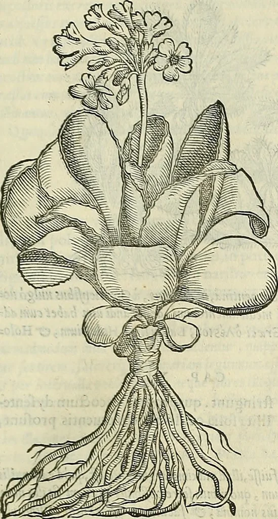 An illustration from Petri Andreae Matthioli Senensis serenissimi Principis Ferdinandi Archiducis Austriae & c., Medici, Commentarii secundo aucti : in libros sex Pedacii Dioscoridis Anazarbei de medica materia. Adiectis quàm plurimis plantarum, & animalium imaginibus quae in priore editione non habentur, eodem authore : his accessit eiusdem apologia adversus Amathum Lusitanum cum censura in eiusdem enarrationes, 1558, leaf 594