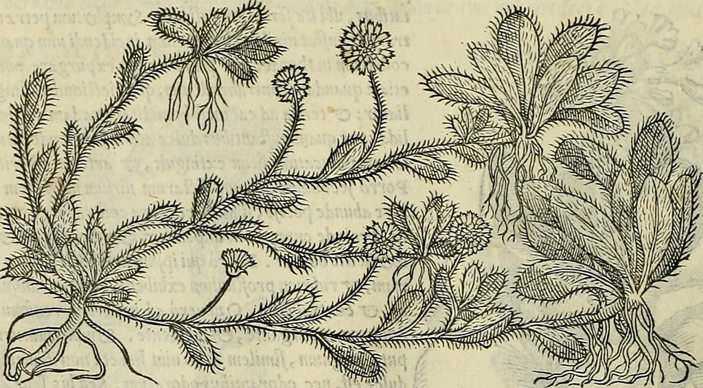 An illustration from Petri Andreae Matthioli Senensis serenissimi Principis Ferdinandi Archiducis Austriae & c., Medici, Commentarii secundo aucti : in libros sex Pedacii Dioscoridis Anazarbei de medica materia. Adiectis quàm plurimis plantarum, & animalium imaginibus quae in priore editione non habentur, eodem authore : his accessit eiusdem apologia adversus Amathum Lusitanum cum censura in eiusdem enarrationes, 1558, leaf 595