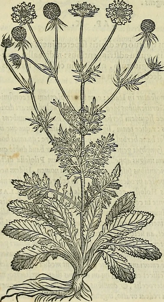 An illustration from Petri Andreae Matthioli Senensis serenissimi Principis Ferdinandi Archiducis Austriae & c., Medici, Commentarii secundo aucti : in libros sex Pedacii Dioscoridis Anazarbei de medica materia. Adiectis quàm plurimis plantarum, & animalium imaginibus quae in priore editione non habentur, eodem authore : his accessit eiusdem apologia adversus Amathum Lusitanum cum censura in eiusdem enarrationes, 1558, leaf 595