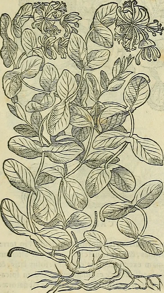 An illustration from Petri Andreae Matthioli Senensis serenissimi Principis Ferdinandi Archiducis Austriae & c., Medici, Commentarii secundo aucti : in libros sex Pedacii Dioscoridis Anazarbei de medica materia. Adiectis quàm plurimis plantarum, & animalium imaginibus quae in priore editione non habentur, eodem authore : his accessit eiusdem apologia adversus Amathum Lusitanum cum censura in eiusdem enarrationes, 1558, leaf 596