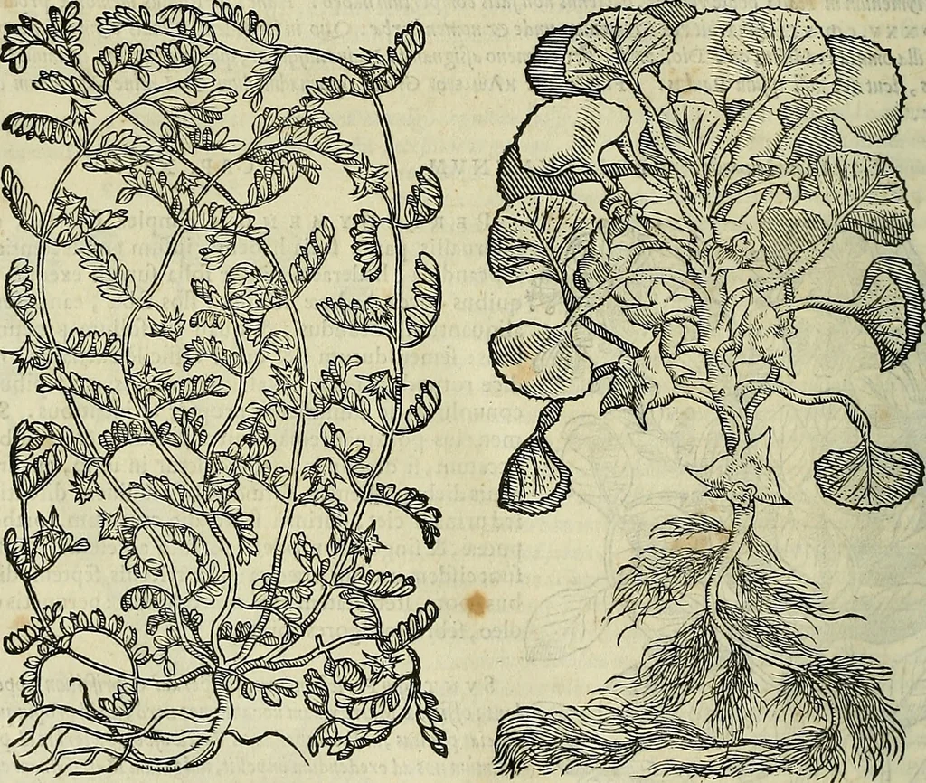 An illustration from Petri Andreae Matthioli Senensis serenissimi Principis Ferdinandi Archiducis Austriae & c., Medici, Commentarii secundo aucti : in libros sex Pedacii Dioscoridis Anazarbei de medica materia. Adiectis quàm plurimis plantarum, & animalium imaginibus quae in priore editione non habentur, eodem authore : his accessit eiusdem apologia adversus Amathum Lusitanum cum censura in eiusdem enarrationes, 1558, leaf 597