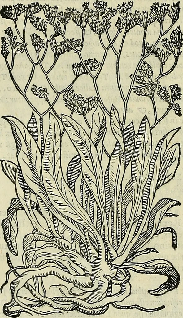 An illustration from Petri Andreae Matthioli Senensis serenissimi Principis Ferdinandi Archiducis Austriae & c., Medici, Commentarii secundo aucti : in libros sex Pedacii Dioscoridis Anazarbei de medica materia. Adiectis quàm plurimis plantarum, & animalium imaginibus quae in priore editione non habentur, eodem authore : his accessit eiusdem apologia adversus Amathum Lusitanum cum censura in eiusdem enarrationes, 1558, leaf 599