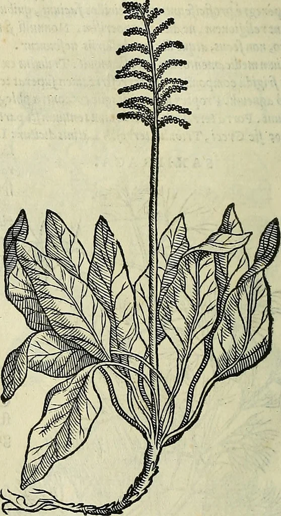 An illustration from Petri Andreae Matthioli Senensis serenissimi Principis Ferdinandi Archiducis Austriae & c., Medici, Commentarii secundo aucti : in libros sex Pedacii Dioscoridis Anazarbei de medica materia. Adiectis quàm plurimis plantarum, & animalium imaginibus quae in priore editione non habentur, eodem authore : his accessit eiusdem apologia adversus Amathum Lusitanum cum censura in eiusdem enarrationes, 1558, leaf 599