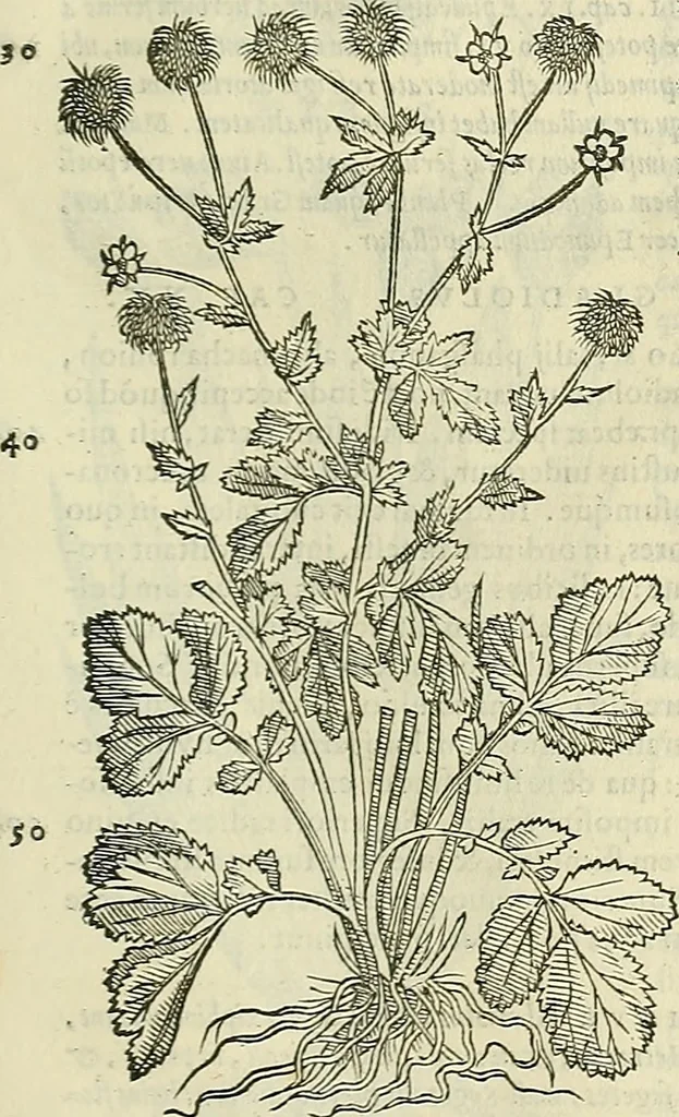 An illustration from Petri Andreae Matthioli Senensis serenissimi Principis Ferdinandi Archiducis Austriae & c., Medici, Commentarii secundo aucti : in libros sex Pedacii Dioscoridis Anazarbei de medica materia. Adiectis quàm plurimis plantarum, & animalium imaginibus quae in priore editione non habentur, eodem authore : his accessit eiusdem apologia adversus Amathum Lusitanum cum censura in eiusdem enarrationes, 1558, leaf 600