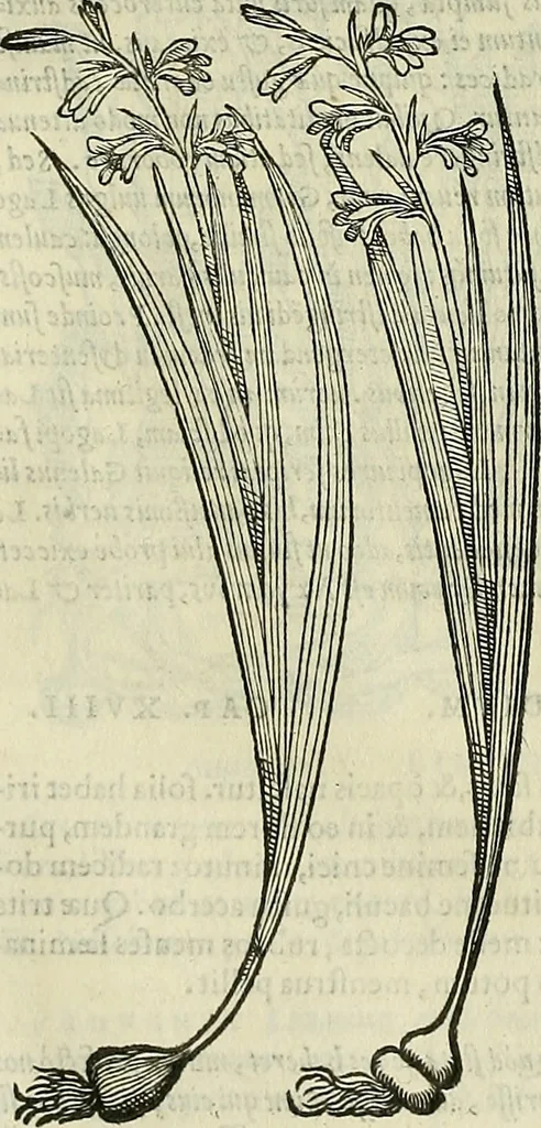 An illustration from Petri Andreae Matthioli Senensis serenissimi Principis Ferdinandi Archiducis Austriae & c., Medici, Commentarii secundo aucti : in libros sex Pedacii Dioscoridis Anazarbei de medica materia. Adiectis quàm plurimis plantarum, & animalium imaginibus quae in priore editione non habentur, eodem authore : his accessit eiusdem apologia adversus Amathum Lusitanum cum censura in eiusdem enarrationes, 1558, leaf 601
