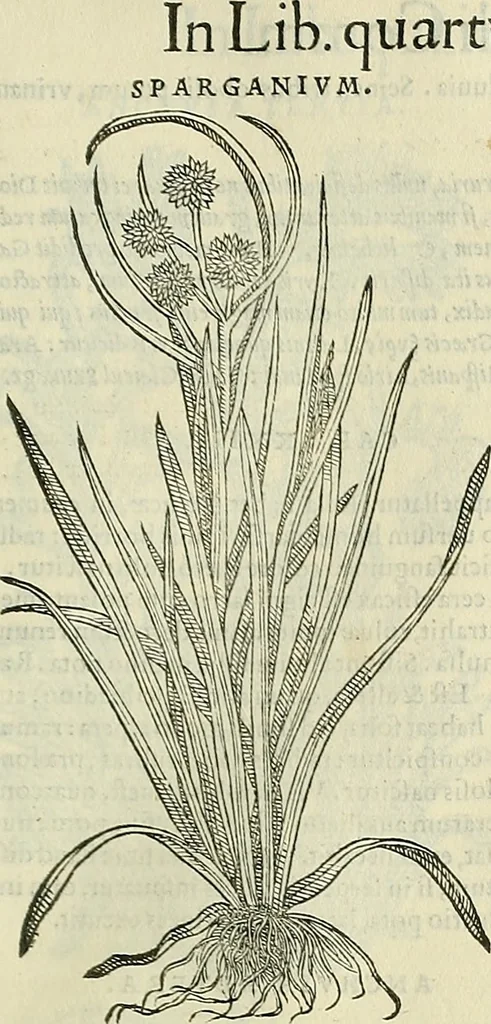 An illustration from Petri Andreae Matthioli Senensis serenissimi Principis Ferdinandi Archiducis Austriae & c., Medici, Commentarii secundo aucti : in libros sex Pedacii Dioscoridis Anazarbei de medica materia. Adiectis quàm plurimis plantarum, & animalium imaginibus quae in priore editione non habentur, eodem authore : his accessit eiusdem apologia adversus Amathum Lusitanum cum censura in eiusdem enarrationes, 1558, leaf 602