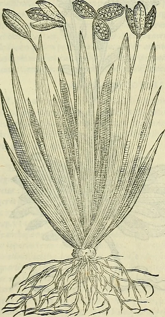An illustration from Petri Andreae Matthioli Senensis serenissimi Principis Ferdinandi Archiducis Austriae & c., Medici, Commentarii secundo aucti : in libros sex Pedacii Dioscoridis Anazarbei de medica materia. Adiectis quàm plurimis plantarum, & animalium imaginibus quae in priore editione non habentur, eodem authore : his accessit eiusdem apologia adversus Amathum Lusitanum cum censura in eiusdem enarrationes, 1558, leaf 602