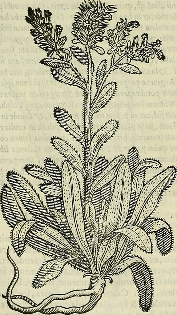 An illustration from Petri Andreae Matthioli Senensis serenissimi Principis Ferdinandi Archiducis Austriae & c., Medici, Commentarii secundo aucti : in libros sex Pedacii Dioscoridis Anazarbei de medica materia. Adiectis quàm plurimis plantarum, & animalium imaginibus quae in priore editione non habentur, eodem authore : his accessit eiusdem apologia adversus Amathum Lusitanum cum censura in eiusdem enarrationes, 1558, leaf 603