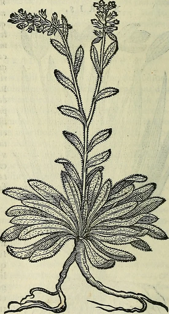 An illustration from Petri Andreae Matthioli Senensis serenissimi Principis Ferdinandi Archiducis Austriae & c., Medici, Commentarii secundo aucti : in libros sex Pedacii Dioscoridis Anazarbei de medica materia. Adiectis quàm plurimis plantarum, & animalium imaginibus quae in priore editione non habentur, eodem authore : his accessit eiusdem apologia adversus Amathum Lusitanum cum censura in eiusdem enarrationes, 1558, leaf 603