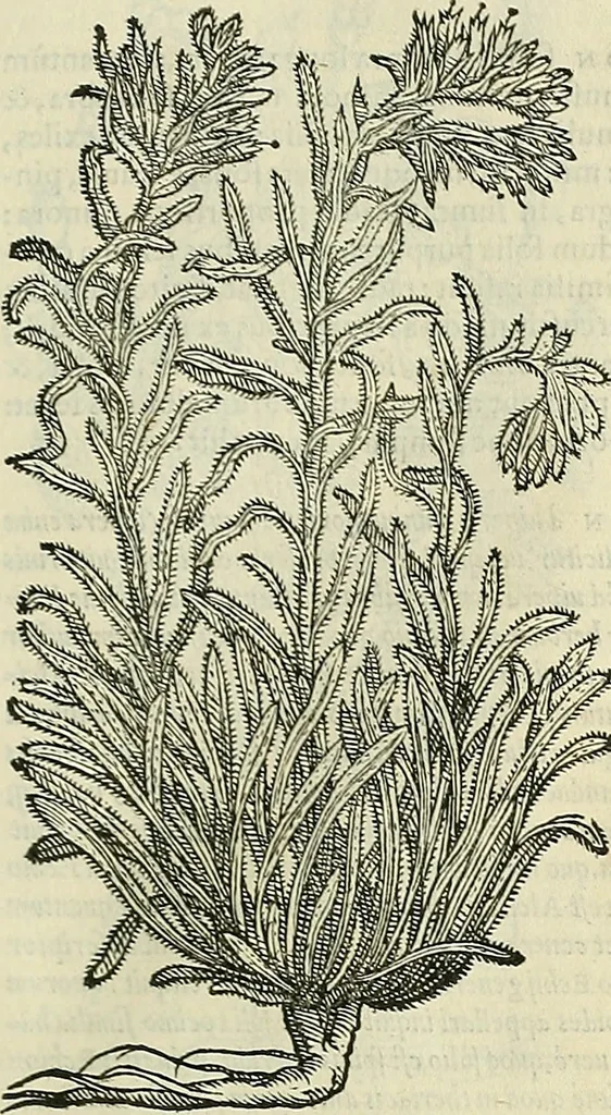 An illustration from Petri Andreae Matthioli Senensis serenissimi Principis Ferdinandi Archiducis Austriae & c., Medici, Commentarii secundo aucti : in libros sex Pedacii Dioscoridis Anazarbei de medica materia. Adiectis quàm plurimis plantarum, & animalium imaginibus quae in priore editione non habentur, eodem authore : his accessit eiusdem apologia adversus Amathum Lusitanum cum censura in eiusdem enarrationes, 1558, leaf 604