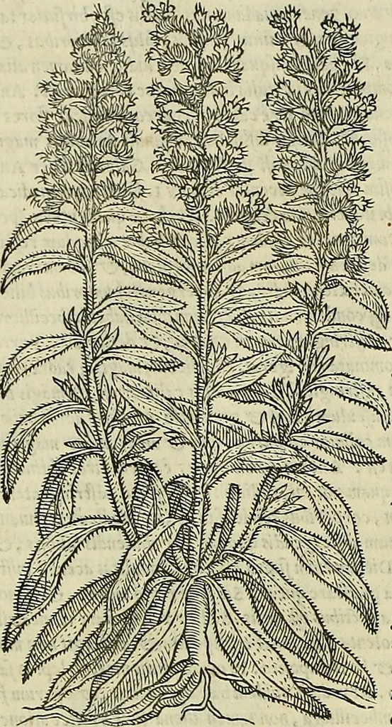 An illustration from Petri Andreae Matthioli Senensis serenissimi Principis Ferdinandi Archiducis Austriae & c., Medici, Commentarii secundo aucti : in libros sex Pedacii Dioscoridis Anazarbei de medica materia. Adiectis quàm plurimis plantarum, & animalium imaginibus quae in priore editione non habentur, eodem authore : his accessit eiusdem apologia adversus Amathum Lusitanum cum censura in eiusdem enarrationes, 1558, leaf 605