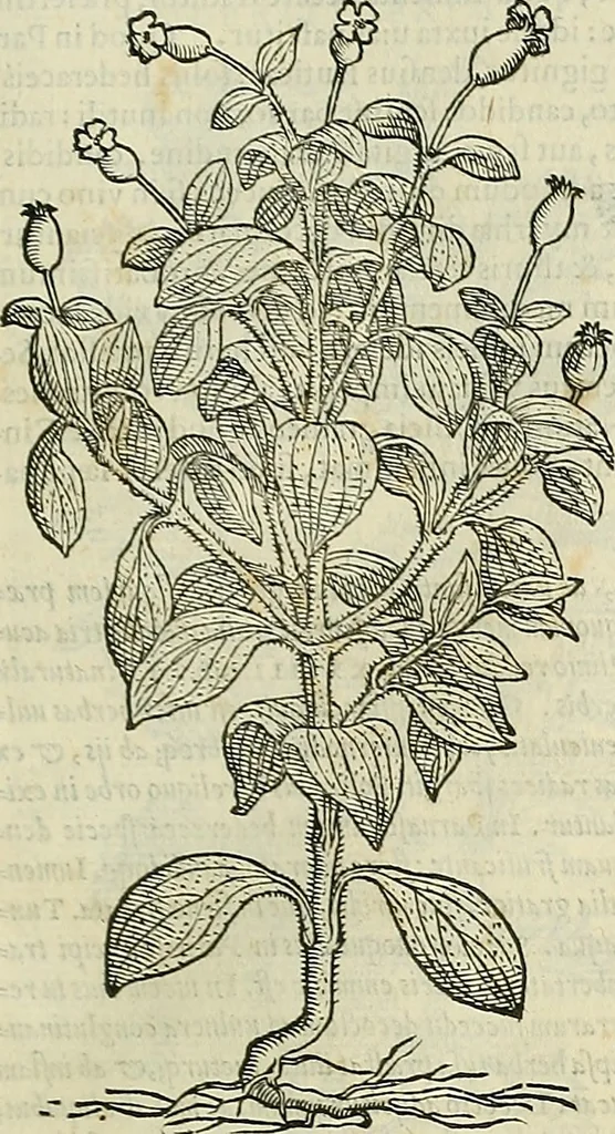 An illustration from Petri Andreae Matthioli Senensis serenissimi Principis Ferdinandi Archiducis Austriae & c., Medici, Commentarii secundo aucti : in libros sex Pedacii Dioscoridis Anazarbei de medica materia. Adiectis quàm plurimis plantarum, & animalium imaginibus quae in priore editione non habentur, eodem authore : his accessit eiusdem apologia adversus Amathum Lusitanum cum censura in eiusdem enarrationes, 1558, leaf 606