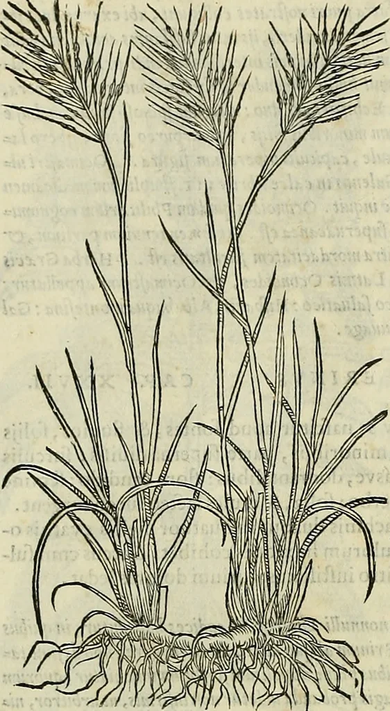 An illustration from Petri Andreae Matthioli Senensis serenissimi Principis Ferdinandi Archiducis Austriae & c., Medici, Commentarii secundo aucti : in libros sex Pedacii Dioscoridis Anazarbei de medica materia. Adiectis quàm plurimis plantarum, & animalium imaginibus quae in priore editione non habentur, eodem authore : his accessit eiusdem apologia adversus Amathum Lusitanum cum censura in eiusdem enarrationes, 1558, leaf 607