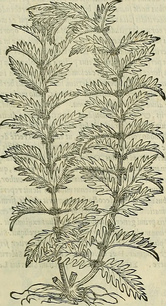 An illustration from Petri Andreae Matthioli Senensis serenissimi Principis Ferdinandi Archiducis Austriae & c., Medici, Commentarii secundo aucti : in libros sex Pedacii Dioscoridis Anazarbei de medica materia. Adiectis quàm plurimis plantarum, & animalium imaginibus quae in priore editione non habentur, eodem authore : his accessit eiusdem apologia adversus Amathum Lusitanum cum censura in eiusdem enarrationes, 1558, leaf 608