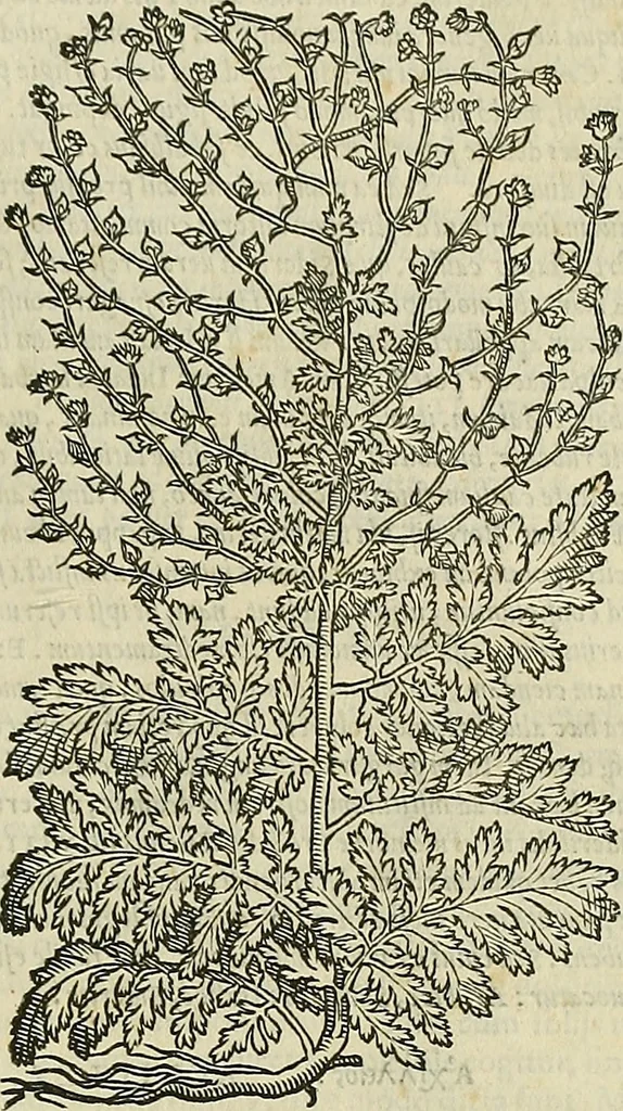 An illustration from Petri Andreae Matthioli Senensis serenissimi Principis Ferdinandi Archiducis Austriae & c., Medici, Commentarii secundo aucti : in libros sex Pedacii Dioscoridis Anazarbei de medica materia. Adiectis quàm plurimis plantarum, & animalium imaginibus quae in priore editione non habentur, eodem authore : his accessit eiusdem apologia adversus Amathum Lusitanum cum censura in eiusdem enarrationes, 1558, leaf 608
