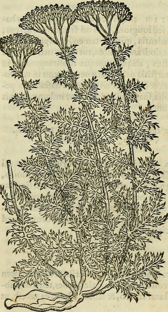 An illustration from Petri Andreae Matthioli Senensis serenissimi Principis Ferdinandi Archiducis Austriae & c., Medici, Commentarii secundo aucti : in libros sex Pedacii Dioscoridis Anazarbei de medica materia. Adiectis quàm plurimis plantarum, & animalium imaginibus quae in priore editione non habentur, eodem authore : his accessit eiusdem apologia adversus Amathum Lusitanum cum censura in eiusdem enarrationes, 1558, leaf 609