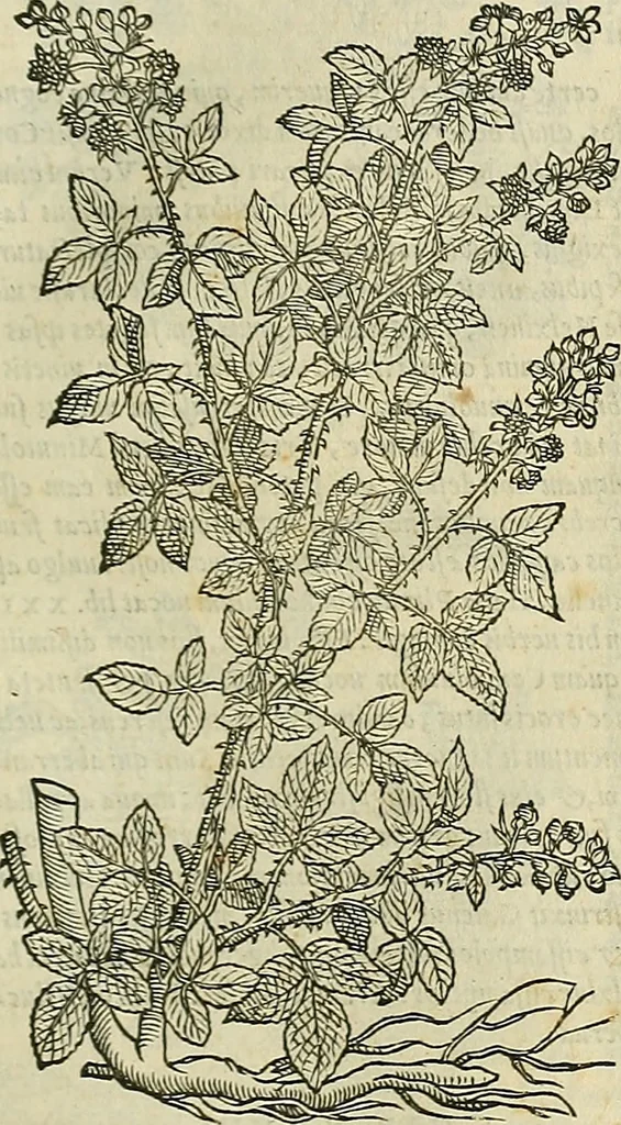 An illustration from Petri Andreae Matthioli Senensis serenissimi Principis Ferdinandi Archiducis Austriae & c., Medici, Commentarii secundo aucti : in libros sex Pedacii Dioscoridis Anazarbei de medica materia. Adiectis quàm plurimis plantarum, & animalium imaginibus quae in priore editione non habentur, eodem authore : his accessit eiusdem apologia adversus Amathum Lusitanum cum censura in eiusdem enarrationes, 1558, leaf 610