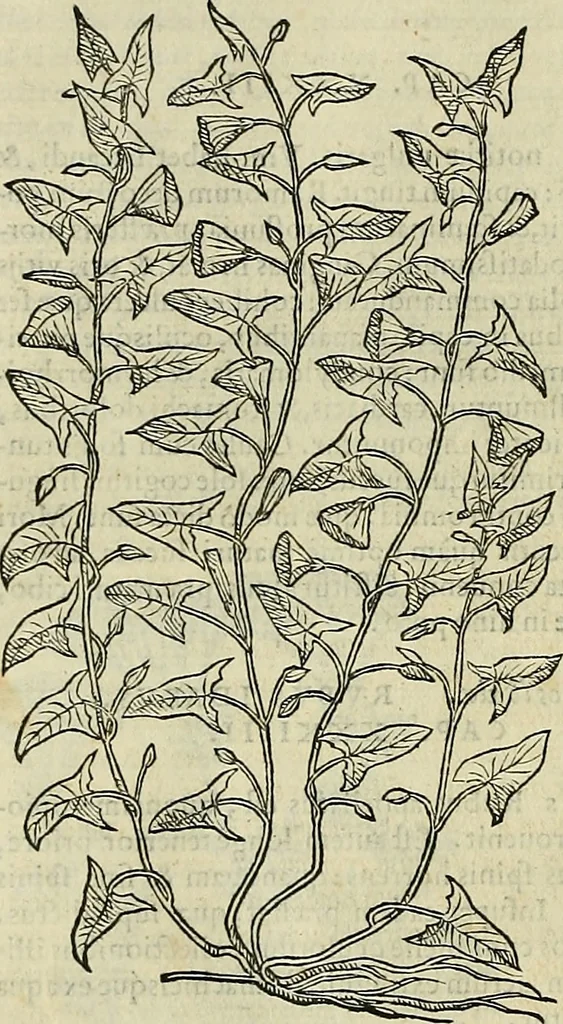 An illustration from Petri Andreae Matthioli Senensis serenissimi Principis Ferdinandi Archiducis Austriae & c., Medici, Commentarii secundo aucti : in libros sex Pedacii Dioscoridis Anazarbei de medica materia. Adiectis quàm plurimis plantarum, & animalium imaginibus quae in priore editione non habentur, eodem authore : his accessit eiusdem apologia adversus Amathum Lusitanum cum censura in eiusdem enarrationes, 1558, leaf 611