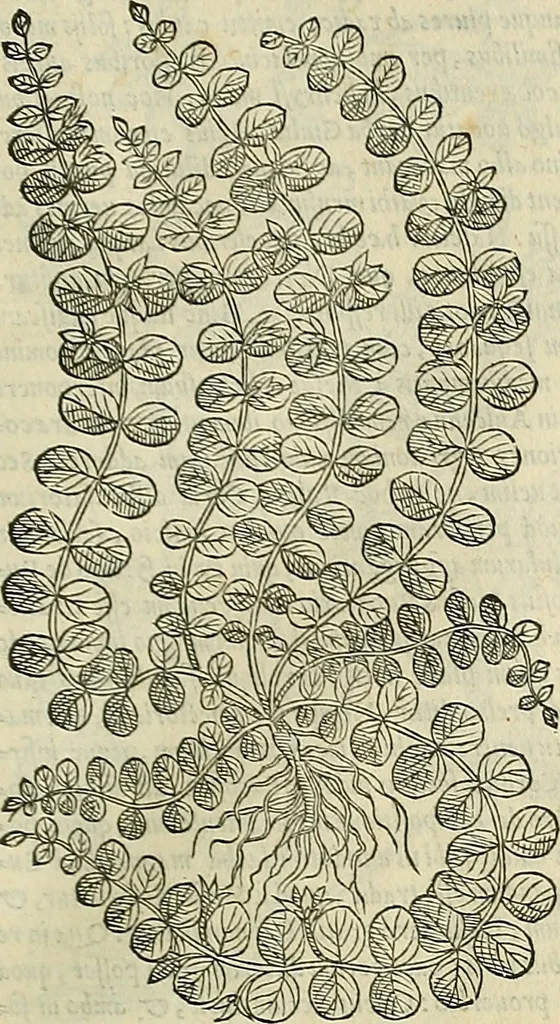 An illustration from Petri Andreae Matthioli Senensis serenissimi Principis Ferdinandi Archiducis Austriae & c., Medici, Commentarii secundo aucti : in libros sex Pedacii Dioscoridis Anazarbei de medica materia. Adiectis quàm plurimis plantarum, & animalium imaginibus quae in priore editione non habentur, eodem authore : his accessit eiusdem apologia adversus Amathum Lusitanum cum censura in eiusdem enarrationes, 1558, leaf 612