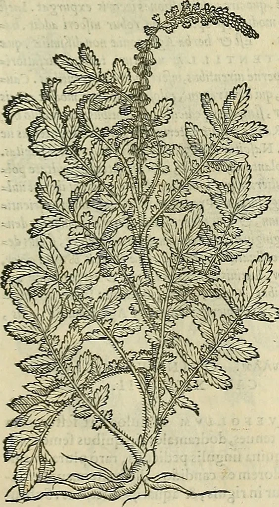 An illustration from Petri Andreae Matthioli Senensis serenissimi Principis Ferdinandi Archiducis Austriae & c., Medici, Commentarii secundo aucti : in libros sex Pedacii Dioscoridis Anazarbei de medica materia. Adiectis quàm plurimis plantarum, & animalium imaginibus quae in priore editione non habentur, eodem authore : his accessit eiusdem apologia adversus Amathum Lusitanum cum censura in eiusdem enarrationes, 1558, leaf 612