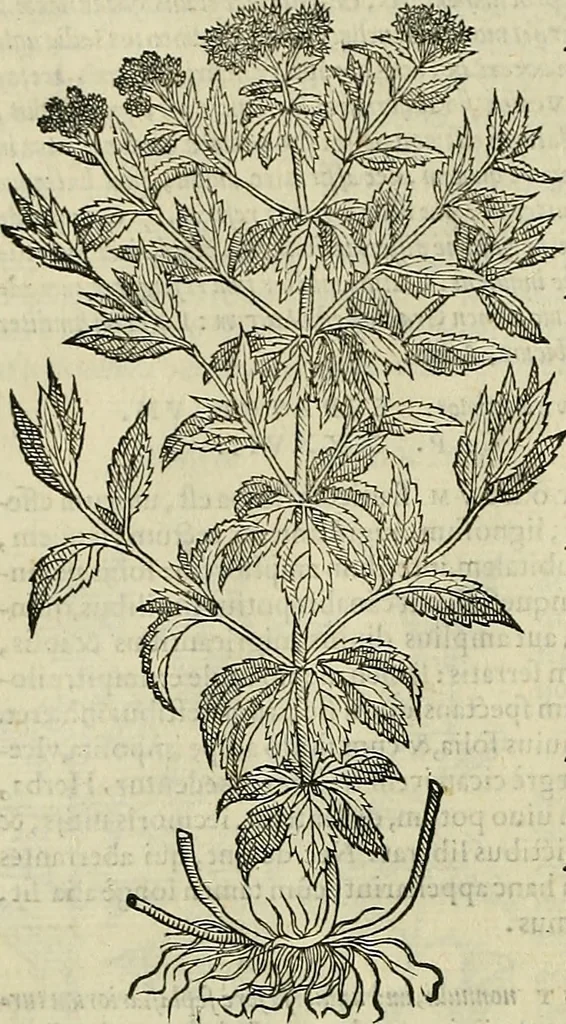 An illustration from Petri Andreae Matthioli Senensis serenissimi Principis Ferdinandi Archiducis Austriae & c., Medici, Commentarii secundo aucti : in libros sex Pedacii Dioscoridis Anazarbei de medica materia. Adiectis quàm plurimis plantarum, & animalium imaginibus quae in priore editione non habentur, eodem authore : his accessit eiusdem apologia adversus Amathum Lusitanum cum censura in eiusdem enarrationes, 1558, leaf 613