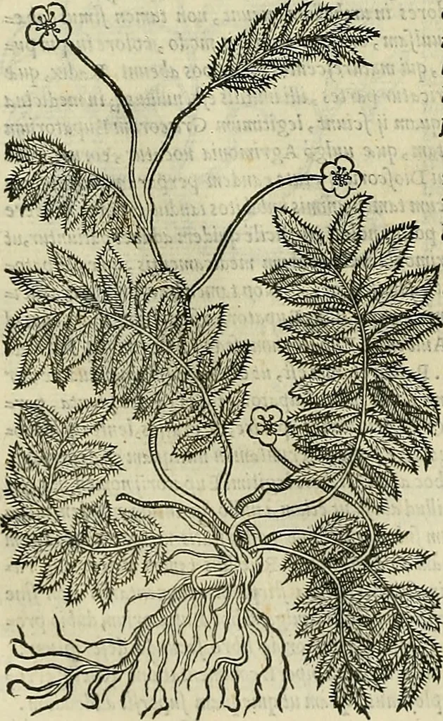 An illustration from Petri Andreae Matthioli Senensis serenissimi Principis Ferdinandi Archiducis Austriae & c., Medici, Commentarii secundo aucti : in libros sex Pedacii Dioscoridis Anazarbei de medica materia. Adiectis quàm plurimis plantarum, & animalium imaginibus quae in priore editione non habentur, eodem authore : his accessit eiusdem apologia adversus Amathum Lusitanum cum censura in eiusdem enarrationes, 1558, leaf 613