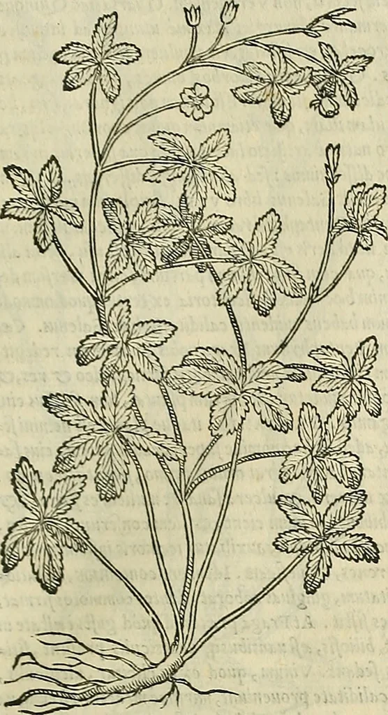 An illustration from Petri Andreae Matthioli Senensis serenissimi Principis Ferdinandi Archiducis Austriae & c., Medici, Commentarii secundo aucti : in libros sex Pedacii Dioscoridis Anazarbei de medica materia. Adiectis quàm plurimis plantarum, & animalium imaginibus quae in priore editione non habentur, eodem authore : his accessit eiusdem apologia adversus Amathum Lusitanum cum censura in eiusdem enarrationes, 1558, leaf 614