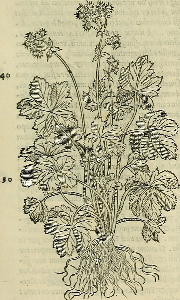 An illustration from Petri Andreae Matthioli Senensis serenissimi Principis Ferdinandi Archiducis Austriae & c., Medici, Commentarii secundo aucti : in libros sex Pedacii Dioscoridis Anazarbei de medica materia. Adiectis quàm plurimis plantarum, & animalium imaginibus quae in priore editione non habentur, eodem authore : his accessit eiusdem apologia adversus Amathum Lusitanum cum censura in eiusdem enarrationes, 1558, leaf 614