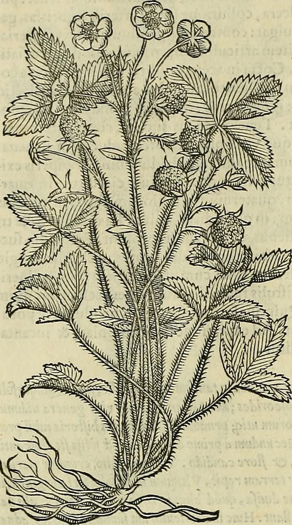 An illustration from Petri Andreae Matthioli Senensis serenissimi Principis Ferdinandi Archiducis Austriae & c., Medici, Commentarii secundo aucti : in libros sex Pedacii Dioscoridis Anazarbei de medica materia. Adiectis quàm plurimis plantarum, & animalium imaginibus quae in priore editione non habentur, eodem authore : his accessit eiusdem apologia adversus Amathum Lusitanum cum censura in eiusdem enarrationes, 1558, leaf 615