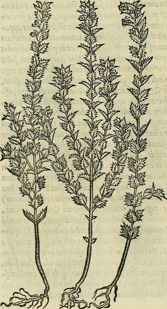 An illustration from Petri Andreae Matthioli Senensis serenissimi Principis Ferdinandi Archiducis Austriae & c., Medici, Commentarii secundo aucti : in libros sex Pedacii Dioscoridis Anazarbei de medica materia. Adiectis quàm plurimis plantarum, & animalium imaginibus quae in priore editione non habentur, eodem authore : his accessit eiusdem apologia adversus Amathum Lusitanum cum censura in eiusdem enarrationes, 1558, leaf 615