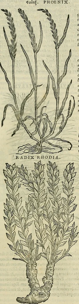 An illustration from Petri Andreae Matthioli Senensis serenissimi Principis Ferdinandi Archiducis Austriae & c., Medici, Commentarii secundo aucti : in libros sex Pedacii Dioscoridis Anazarbei de medica materia. Adiectis quàm plurimis plantarum, & animalium imaginibus quae in priore editione non habentur, eodem authore : his accessit eiusdem apologia adversus Amathum Lusitanum cum censura in eiusdem enarrationes, 1558, leaf 616