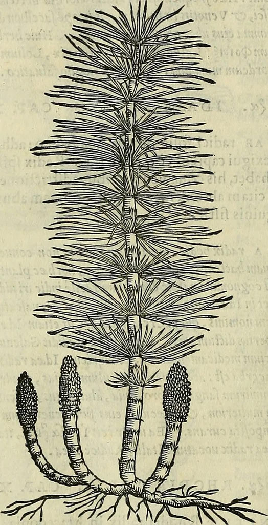 An illustration from Petri Andreae Matthioli Senensis serenissimi Principis Ferdinandi Archiducis Austriae & c., Medici, Commentarii secundo aucti : in libros sex Pedacii Dioscoridis Anazarbei de medica materia. Adiectis quàm plurimis plantarum, & animalium imaginibus quae in priore editione non habentur, eodem authore : his accessit eiusdem apologia adversus Amathum Lusitanum cum censura in eiusdem enarrationes, 1558, leaf 617