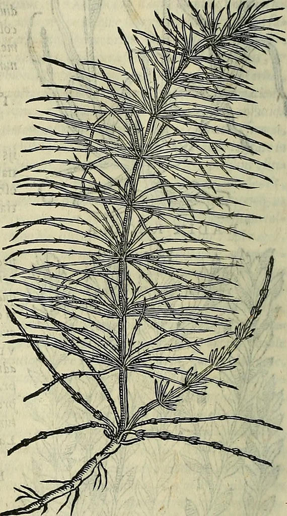 An illustration from Petri Andreae Matthioli Senensis serenissimi Principis Ferdinandi Archiducis Austriae & c., Medici, Commentarii secundo aucti : in libros sex Pedacii Dioscoridis Anazarbei de medica materia. Adiectis quàm plurimis plantarum, & animalium imaginibus quae in priore editione non habentur, eodem authore : his accessit eiusdem apologia adversus Amathum Lusitanum cum censura in eiusdem enarrationes, 1558, leaf 617