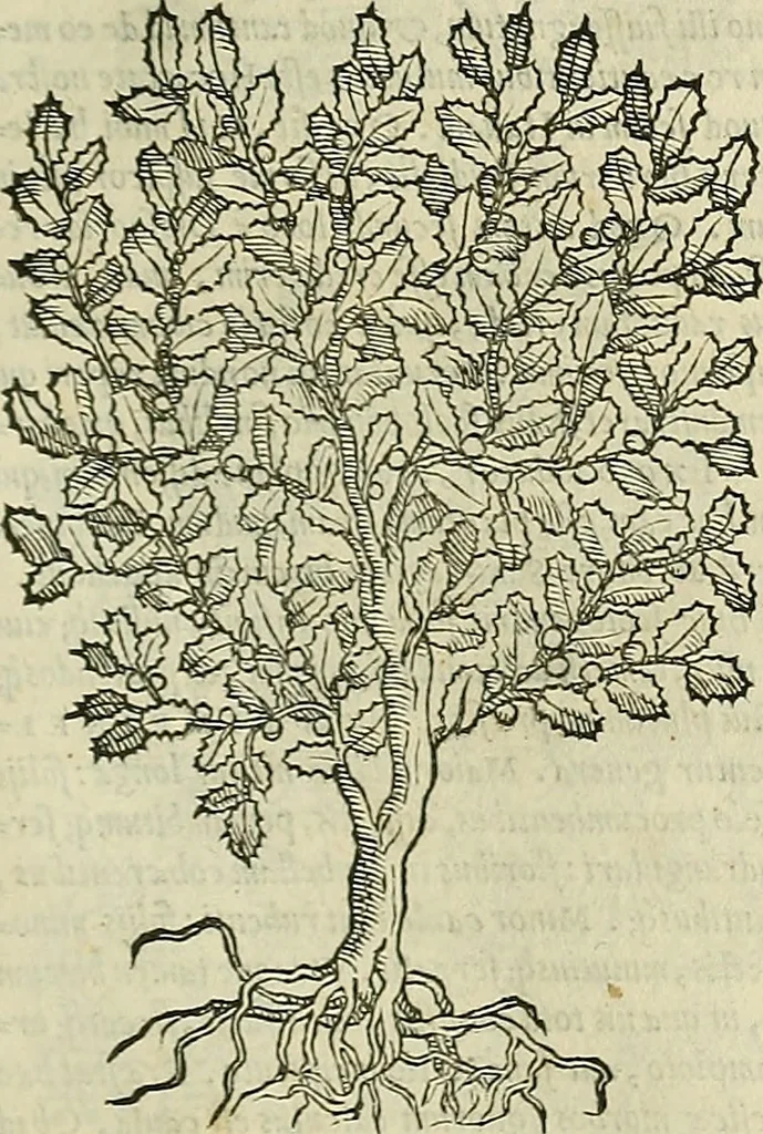 An illustration from Petri Andreae Matthioli Senensis serenissimi Principis Ferdinandi Archiducis Austriae & c., Medici, Commentarii secundo aucti : in libros sex Pedacii Dioscoridis Anazarbei de medica materia. Adiectis quàm plurimis plantarum, & animalium imaginibus quae in priore editione non habentur, eodem authore : his accessit eiusdem apologia adversus Amathum Lusitanum cum censura in eiusdem enarrationes, 1558, leaf 618
