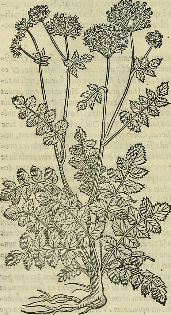 An illustration from Petri Andreae Matthioli Senensis serenissimi Principis Ferdinandi Archiducis Austriae & c., Medici, Commentarii secundo aucti : in libros sex Pedacii Dioscoridis Anazarbei de medica materia. Adiectis quàm plurimis plantarum, & animalium imaginibus quae in priore editione non habentur, eodem authore : his accessit eiusdem apologia adversus Amathum Lusitanum cum censura in eiusdem enarrationes, 1558, leaf 619