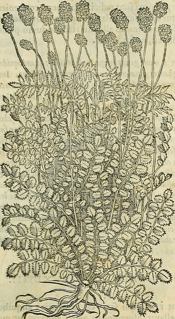An illustration from Petri Andreae Matthioli Senensis serenissimi Principis Ferdinandi Archiducis Austriae & c., Medici, Commentarii secundo aucti : in libros sex Pedacii Dioscoridis Anazarbei de medica materia. Adiectis quàm plurimis plantarum, & animalium imaginibus quae in priore editione non habentur, eodem authore : his accessit eiusdem apologia adversus Amathum Lusitanum cum censura in eiusdem enarrationes, 1558, leaf 620