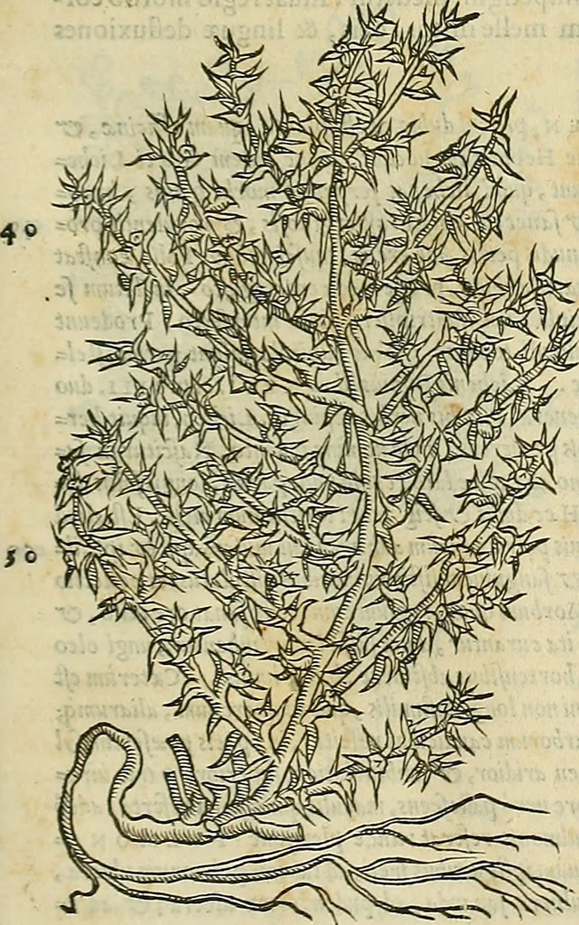 An illustration from Petri Andreae Matthioli Senensis serenissimi Principis Ferdinandi Archiducis Austriae & c., Medici, Commentarii secundo aucti : in libros sex Pedacii Dioscoridis Anazarbei de medica materia. Adiectis quàm plurimis plantarum, & animalium imaginibus quae in priore editione non habentur, eodem authore : his accessit eiusdem apologia adversus Amathum Lusitanum cum censura in eiusdem enarrationes, 1558, leaf 620