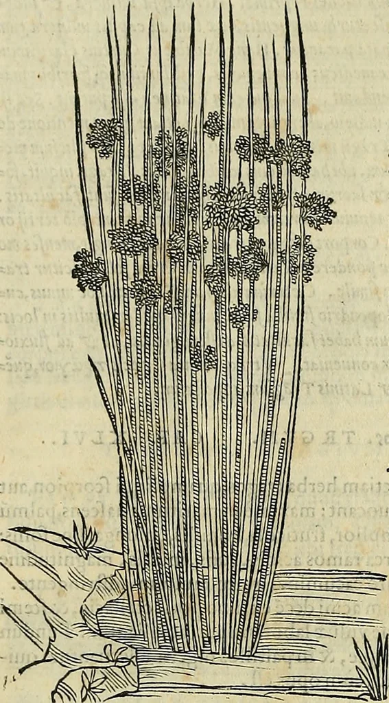 An illustration from Petri Andreae Matthioli Senensis serenissimi Principis Ferdinandi Archiducis Austriae & c., Medici, Commentarii secundo aucti : in libros sex Pedacii Dioscoridis Anazarbei de medica materia. Adiectis quàm plurimis plantarum, & animalium imaginibus quae in priore editione non habentur, eodem authore : his accessit eiusdem apologia adversus Amathum Lusitanum cum censura in eiusdem enarrationes, 1558, leaf 621