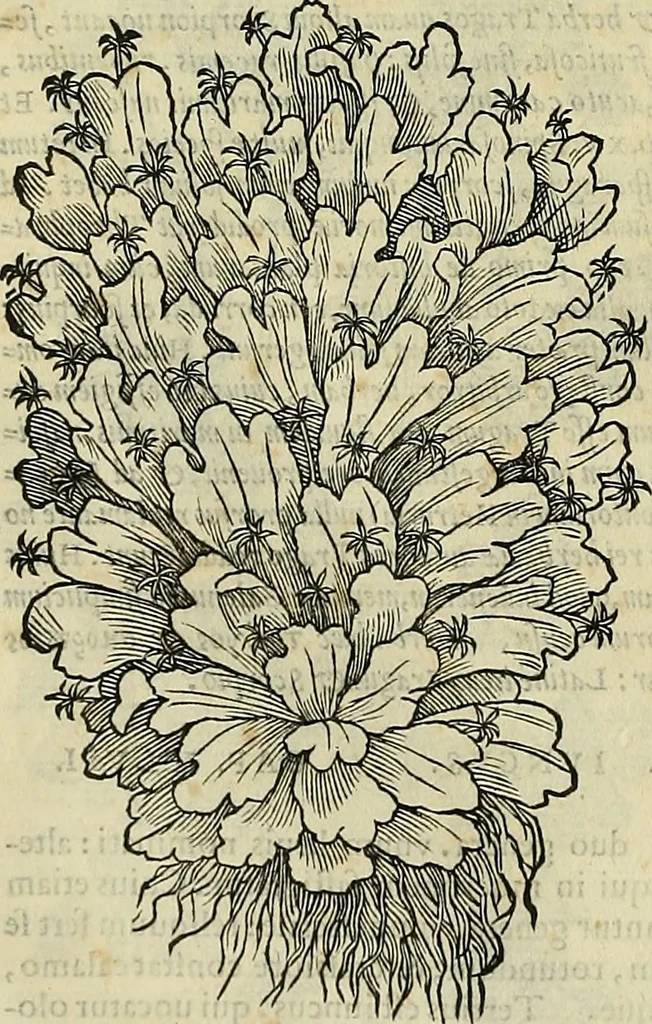An illustration from Petri Andreae Matthioli Senensis serenissimi Principis Ferdinandi Archiducis Austriae & c., Medici, Commentarii secundo aucti : in libros sex Pedacii Dioscoridis Anazarbei de medica materia. Adiectis quàm plurimis plantarum, & animalium imaginibus quae in priore editione non habentur, eodem authore : his accessit eiusdem apologia adversus Amathum Lusitanum cum censura in eiusdem enarrationes, 1558, leaf 621