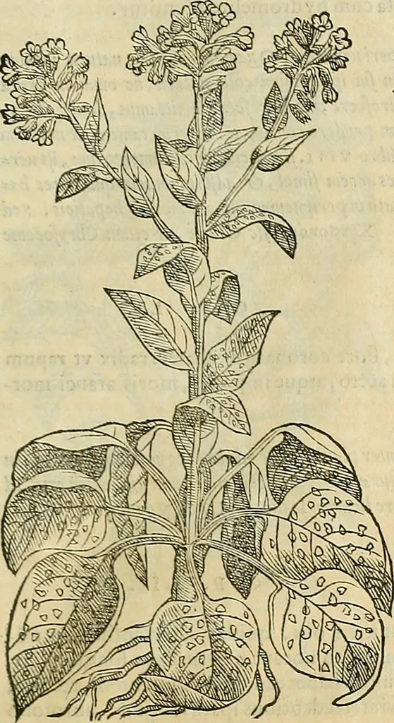 An illustration from Petri Andreae Matthioli Senensis serenissimi Principis Ferdinandi Archiducis Austriae & c., Medici, Commentarii secundo aucti : in libros sex Pedacii Dioscoridis Anazarbei de medica materia. Adiectis quàm plurimis plantarum, & animalium imaginibus quae in priore editione non habentur, eodem authore : his accessit eiusdem apologia adversus Amathum Lusitanum cum censura in eiusdem enarrationes, 1558, leaf 622