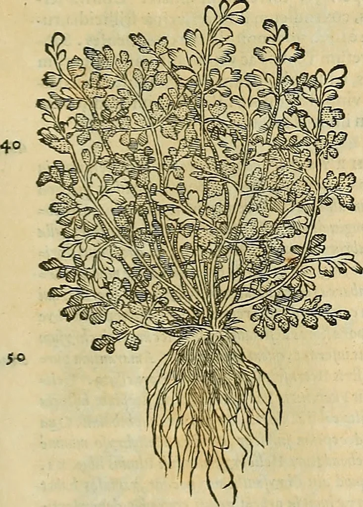 An illustration from Petri Andreae Matthioli Senensis serenissimi Principis Ferdinandi Archiducis Austriae & c., Medici, Commentarii secundo aucti : in libros sex Pedacii Dioscoridis Anazarbei de medica materia. Adiectis quàm plurimis plantarum, & animalium imaginibus quae in priore editione non habentur, eodem authore : his accessit eiusdem apologia adversus Amathum Lusitanum cum censura in eiusdem enarrationes, 1558, leaf 622