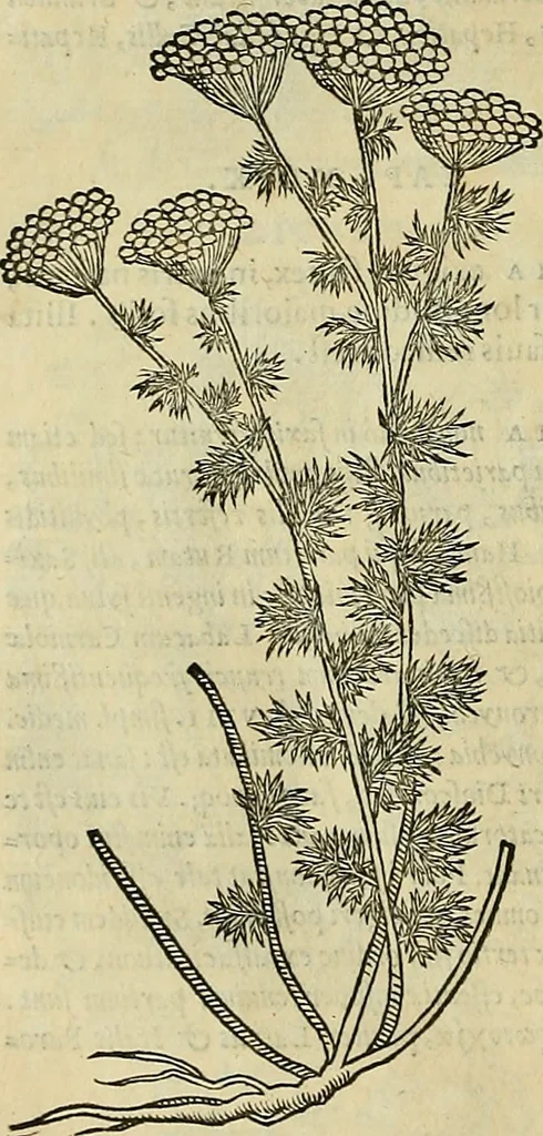 An illustration from Petri Andreae Matthioli Senensis serenissimi Principis Ferdinandi Archiducis Austriae & c., Medici, Commentarii secundo aucti : in libros sex Pedacii Dioscoridis Anazarbei de medica materia. Adiectis quàm plurimis plantarum, & animalium imaginibus quae in priore editione non habentur, eodem authore : his accessit eiusdem apologia adversus Amathum Lusitanum cum censura in eiusdem enarrationes, 1558, leaf 623