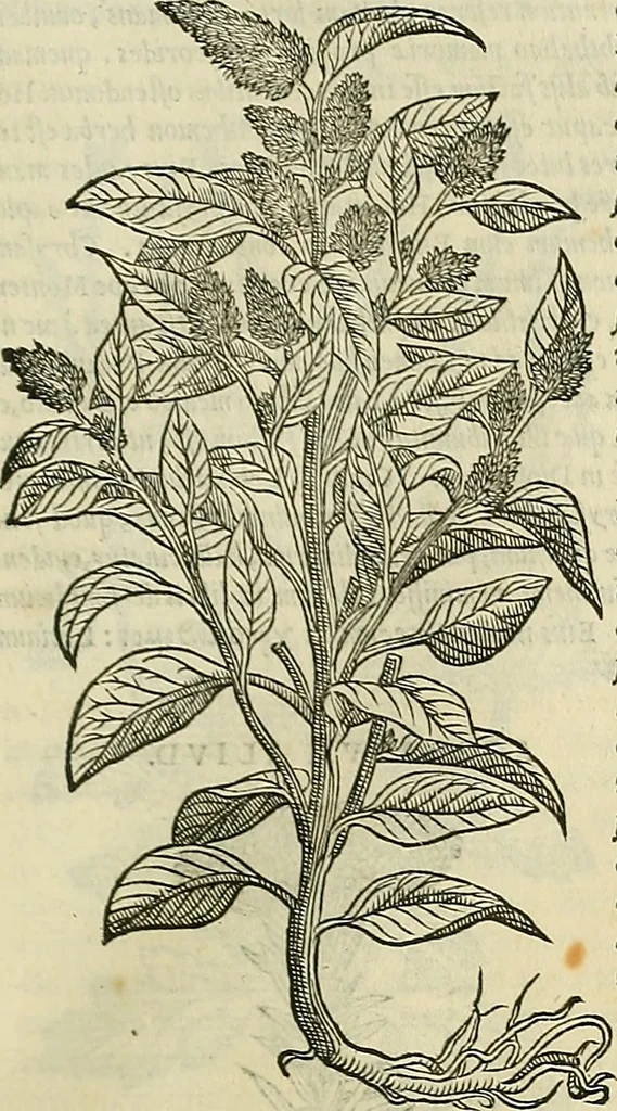 An illustration from Petri Andreae Matthioli Senensis serenissimi Principis Ferdinandi Archiducis Austriae & c., Medici, Commentarii secundo aucti : in libros sex Pedacii Dioscoridis Anazarbei de medica materia. Adiectis quàm plurimis plantarum, & animalium imaginibus quae in priore editione non habentur, eodem authore : his accessit eiusdem apologia adversus Amathum Lusitanum cum censura in eiusdem enarrationes, 1558, leaf 624